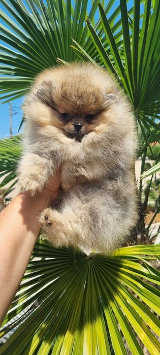 Мини мини померан померанче