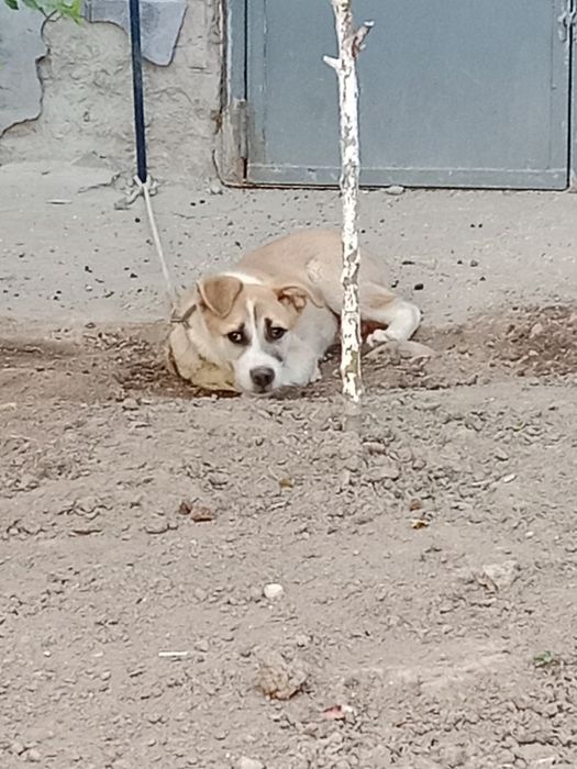 Собака Щенок Ит сотилади