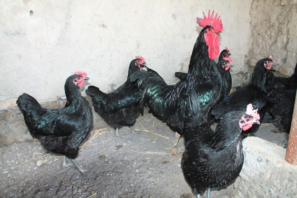 Gigant Qora Shaxzoda tuxumi