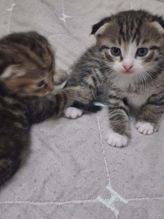 Вислоухие котята