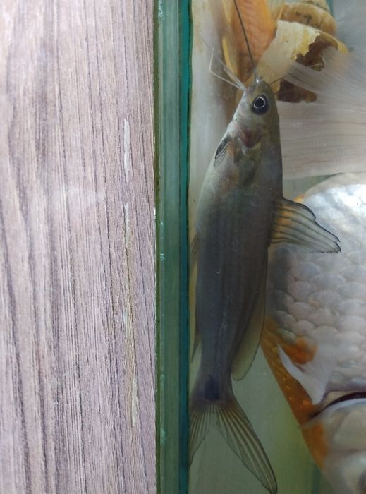 Повлиний сом аквариумный