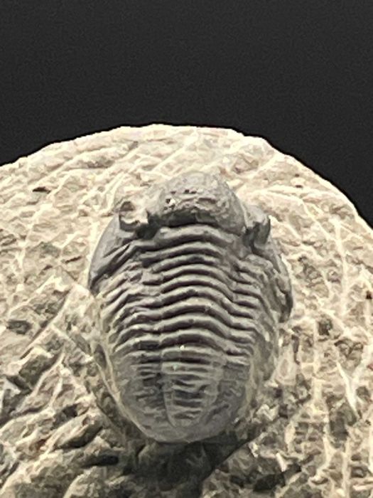 Фосилно съкровище: трилобит Gerastos (Proetid)