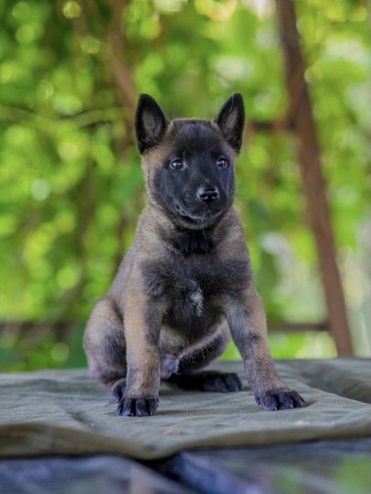 Ciobanesc Belgian Malinois