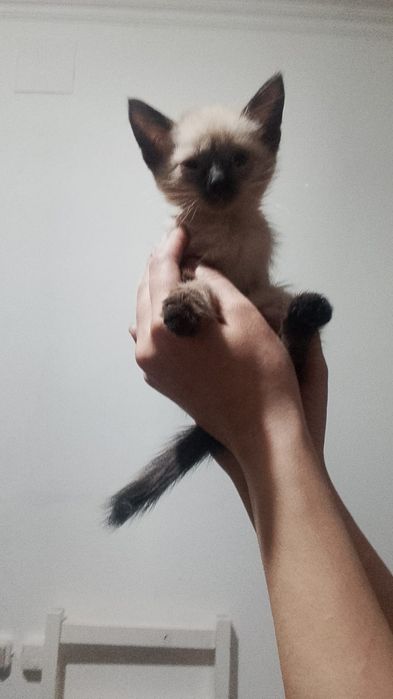 Отдам котят сиамские