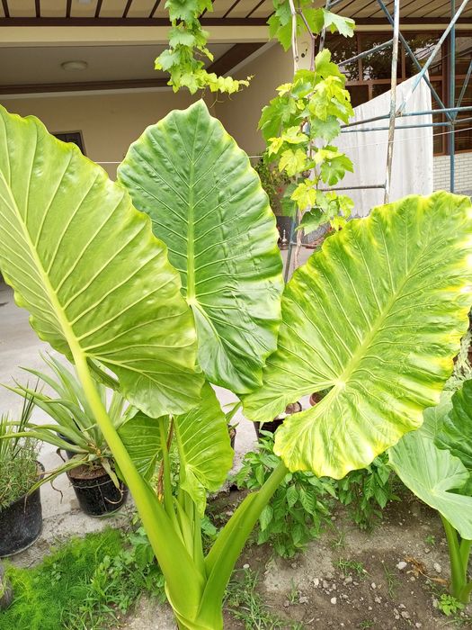Yirik Alocasia ("Fil qulog'i") O'simliklari