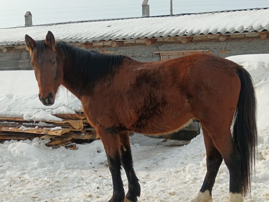 Продам коня 5 лет