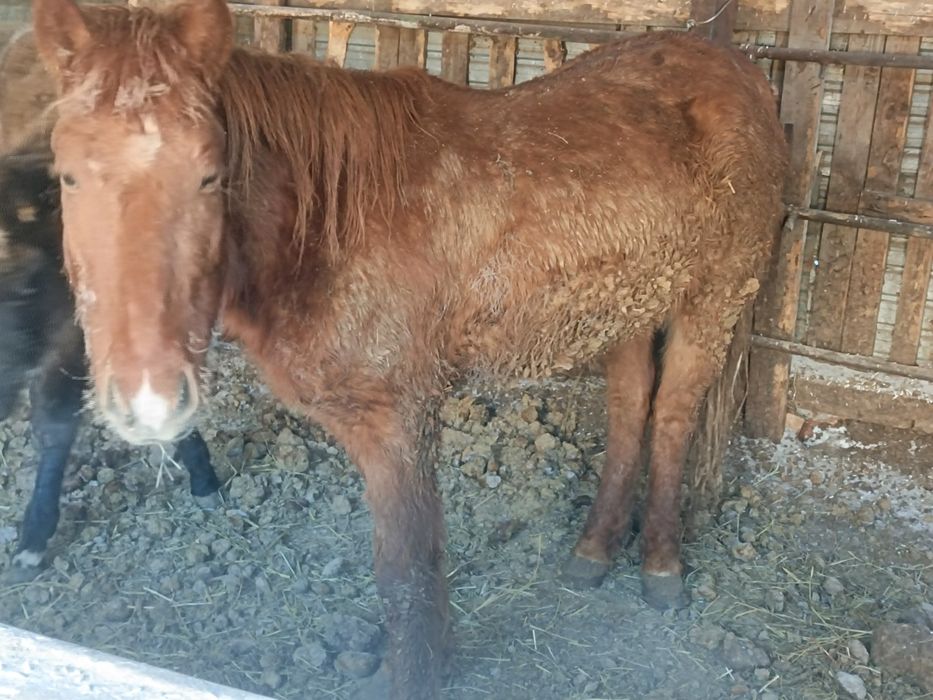 Продам байтал 2 года