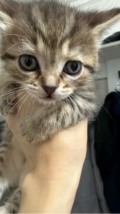 Отдаю бесплатно котят