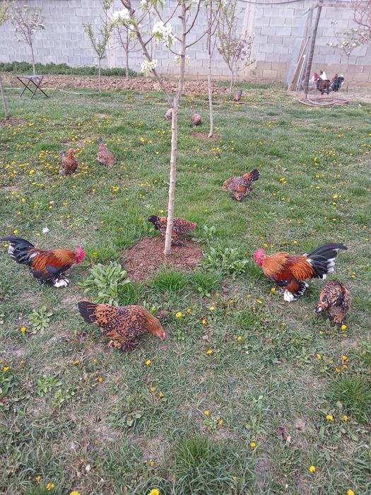 Gaini Mii de flori-oua incubat