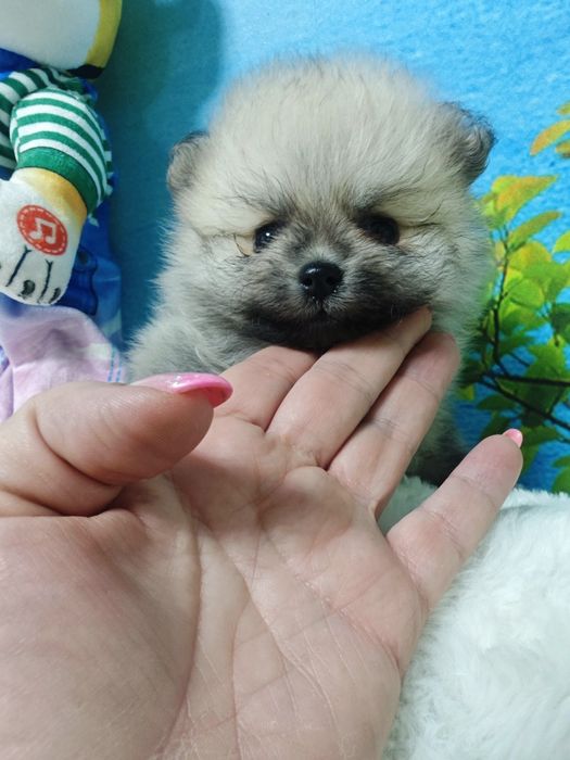 Продам щенков цверг шпица
