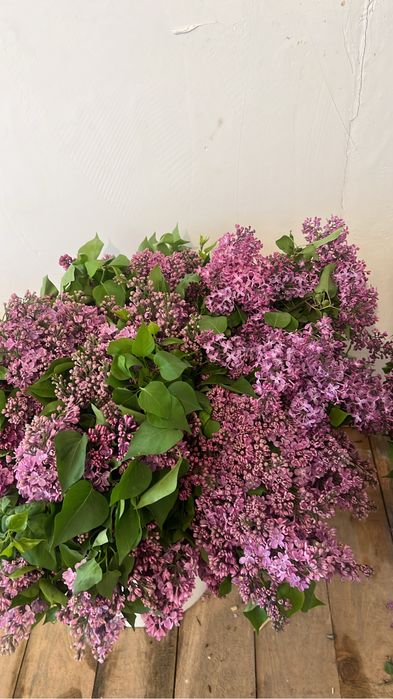 Букет сирении, и оптом все сорта есть