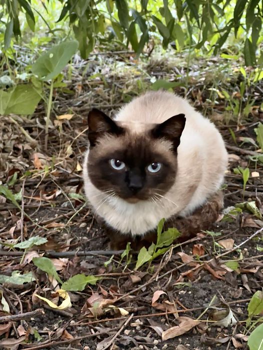 Сиамский кот в добрые руки