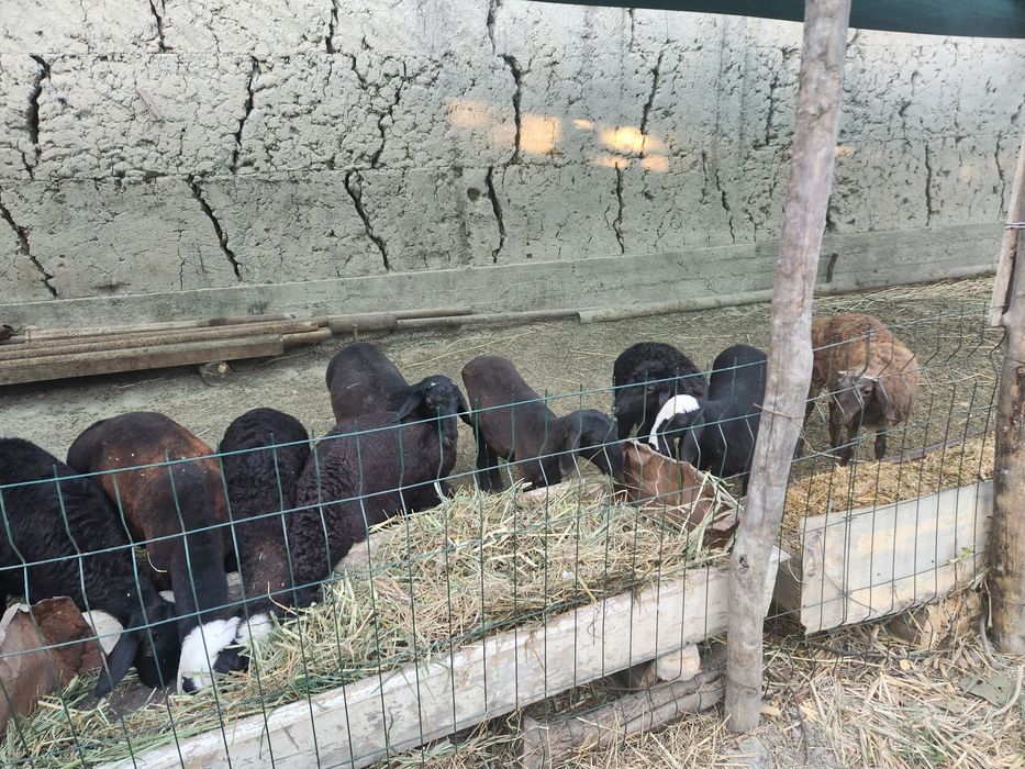 4 5 oylik barra qoylar sotiladi