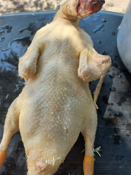 Утки гуси мясо уток гусей