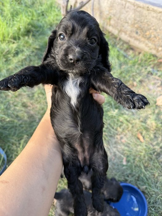 Продаются щенята спаниэль остались трое. Spaniel itlari sotiladi 3qoli