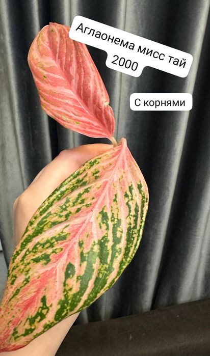 Продам комнатные растения