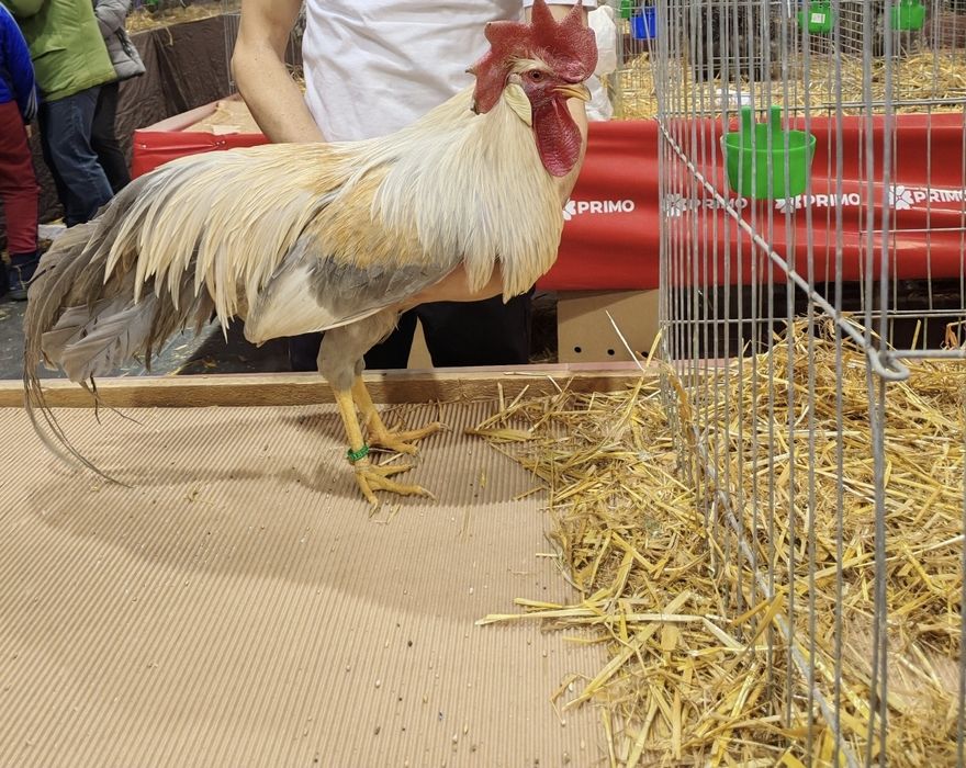 Ouă pt incubat italiana perlată