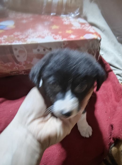 Подарявам кученце