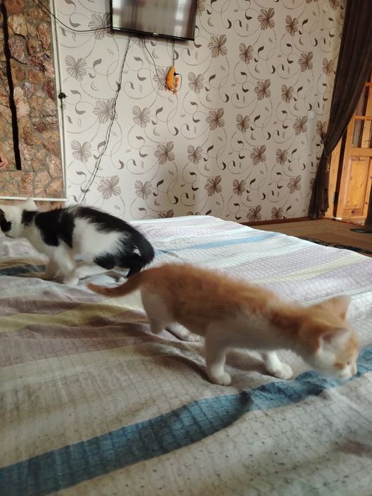 Mushukka jovob zotli