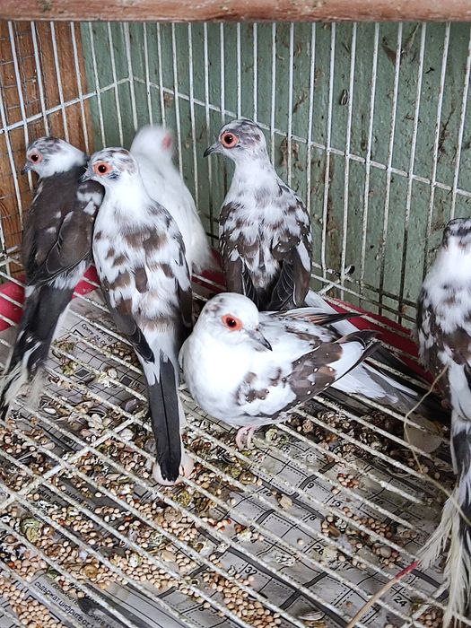 Папагали на добри цени