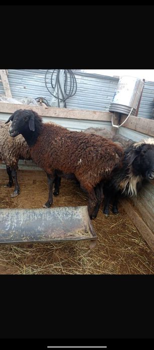 Продаются бараны жирные