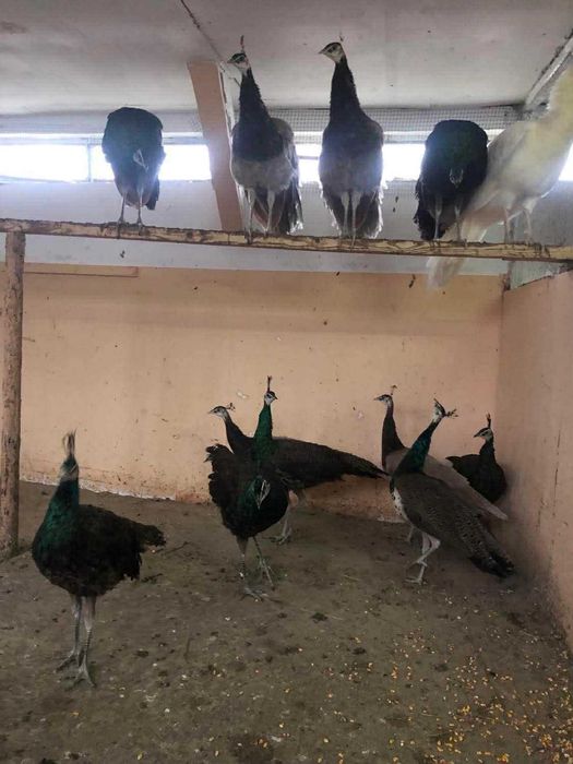 Păuni Spalding și Cameo Fazani si Fazanite