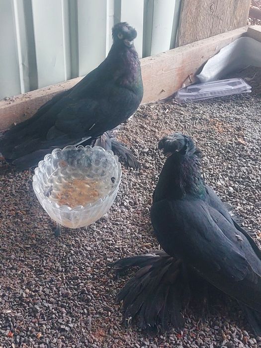 Жуки двухчубые старапородные