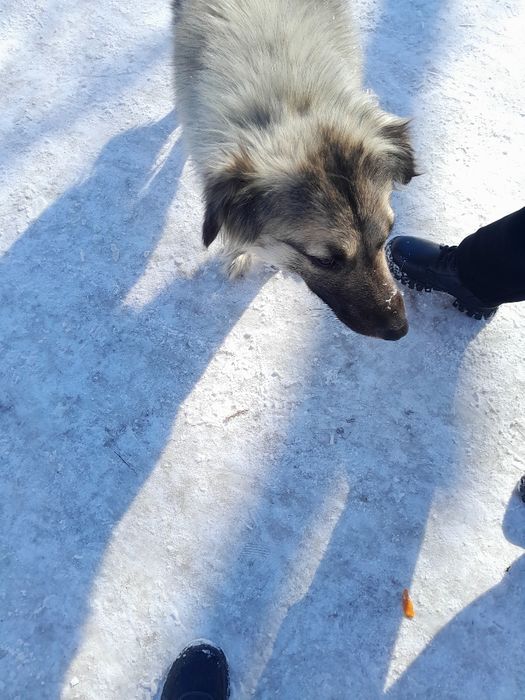 Тузик ищет новый дом