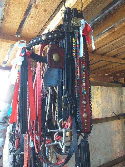 Iapă trapasă garantată