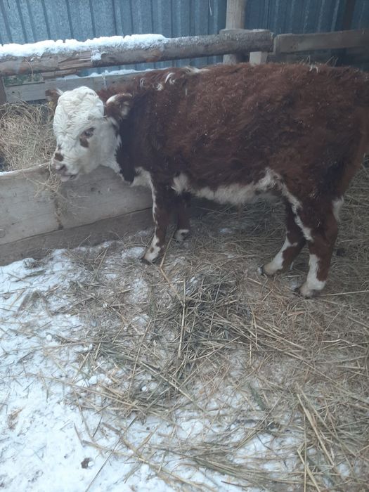 Еркек баспақ сатылады