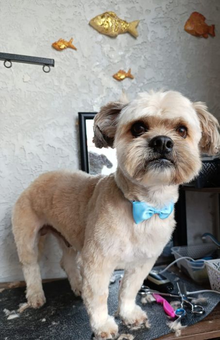 Frizerie canina /Tuns căței  talie mica