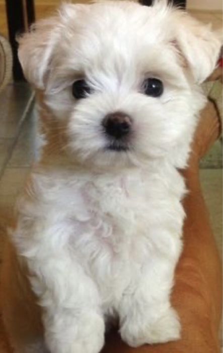 Bichon maltesse alb 2 luni