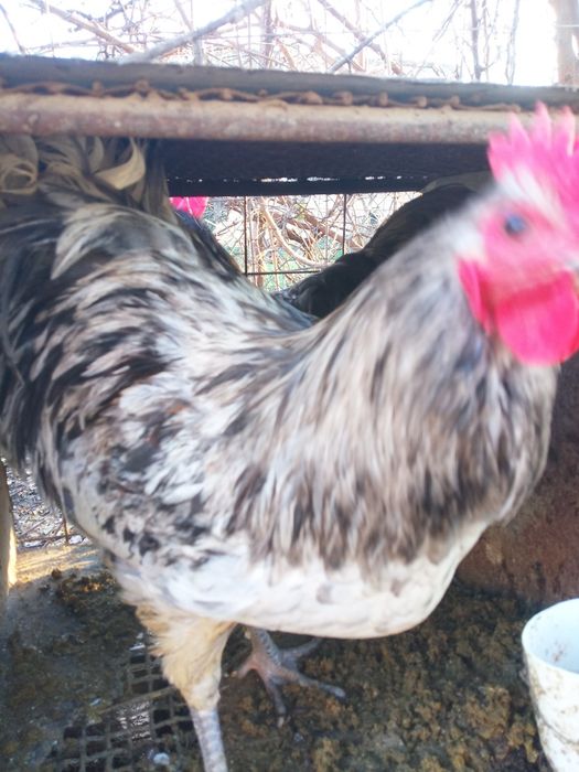 Cocosi Araucana, Australorp și Brahma , precum și oua de incubat