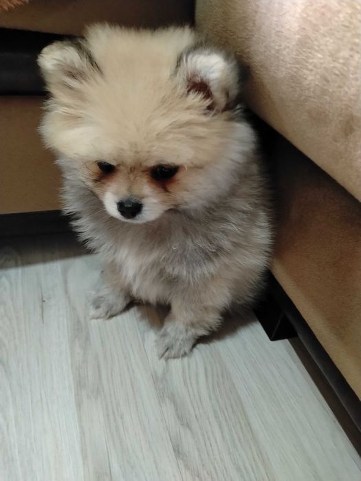 Куче Мини Померан