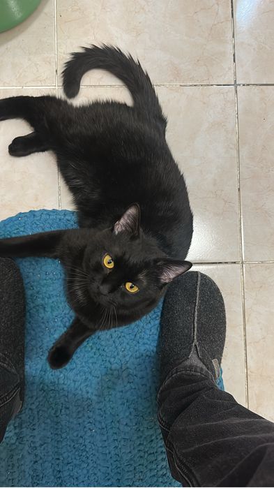 Отдам кота в добрые руки