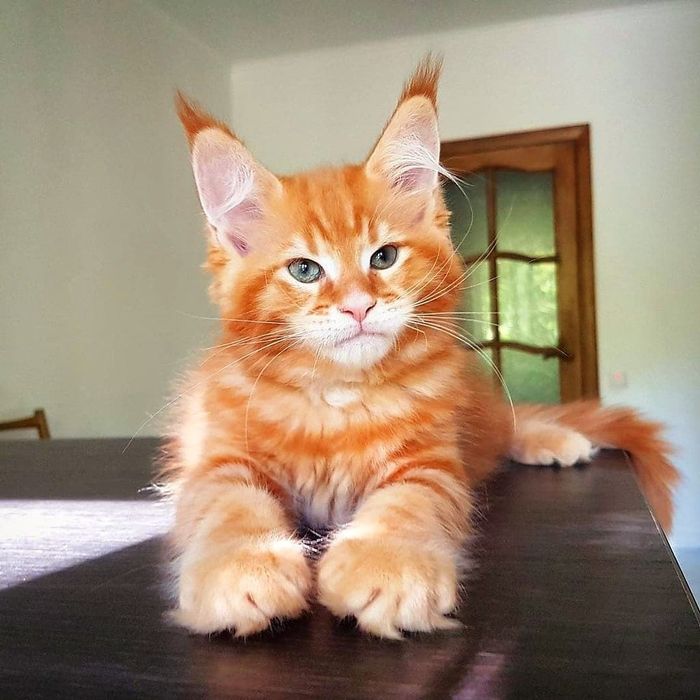 Котята МЕЙН КУНОВ - Доставка есть !