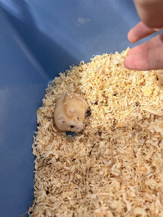 Vand Hamsteri pitici Campbell