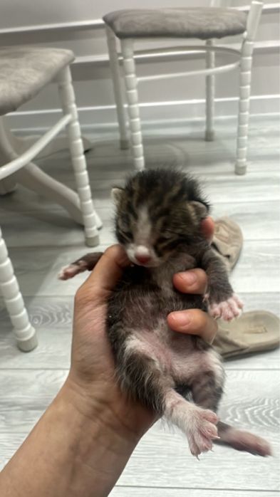 срочно нужна кормящая кошка