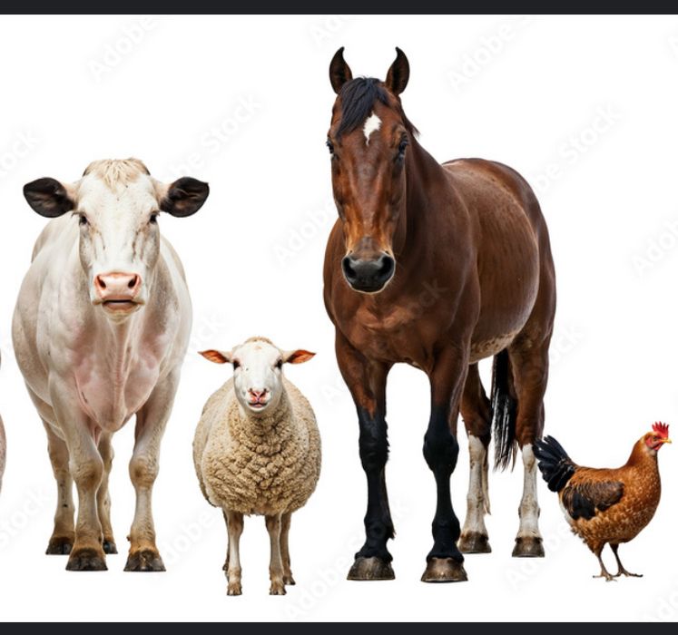 Говядина Конина Баранина !!!