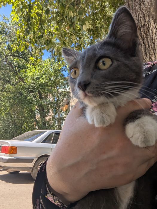 Котик ищет дом ,