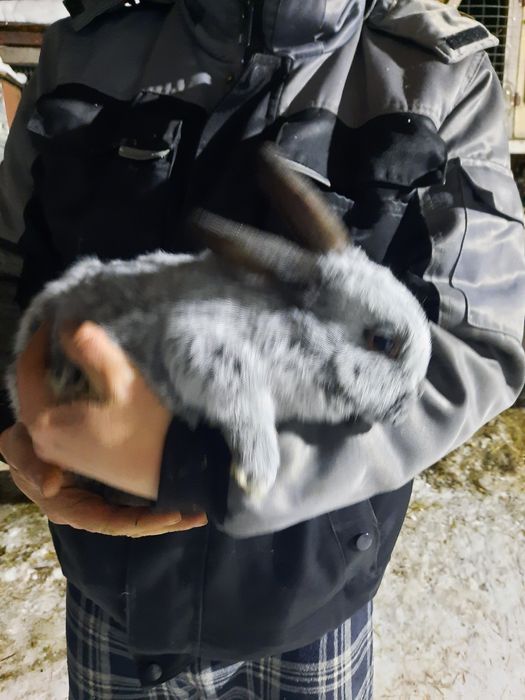 Кролята Полтавское серебро