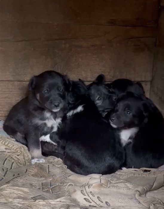 Щенки звоночки дворяншки.