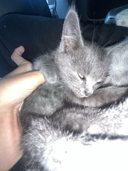 Котенок(девочка)