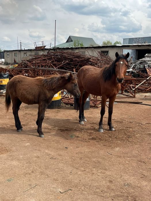 Продам 2 лошади