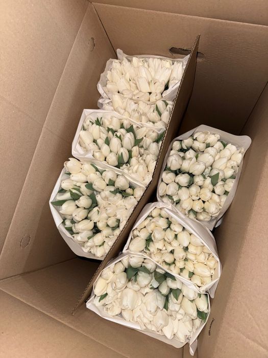 Тюльпаны оптом к 8 марта