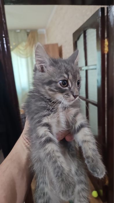 котенок в хорошие руки