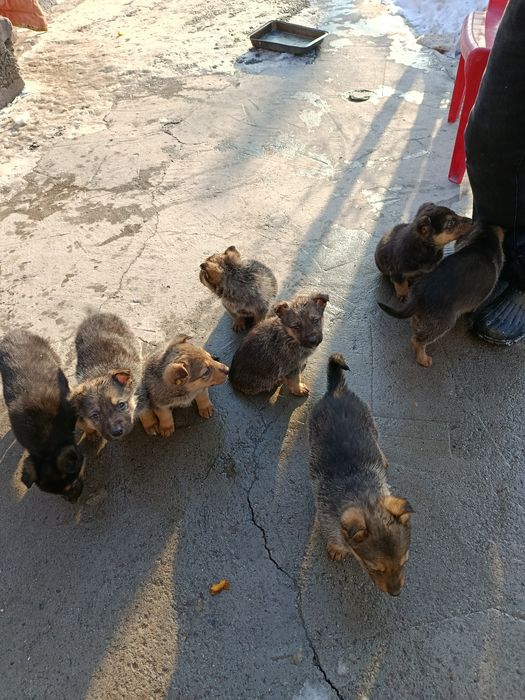 Продам щенят, полтора месяца