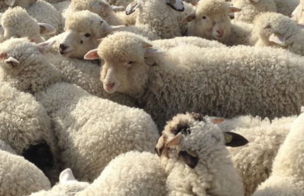 Miei de vanzare de la 15kg la 35kg