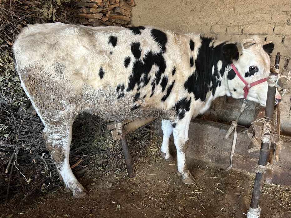 Продам продам срочно