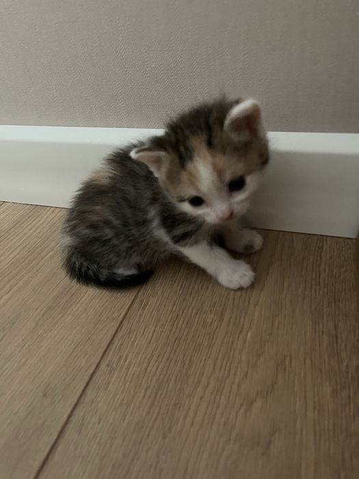 Котята породистые